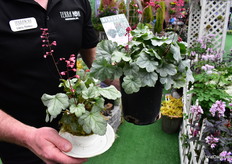 Geum Temp Rose of Terra Nova Nurseries.